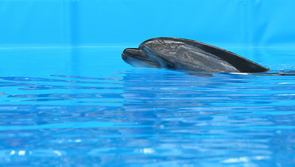 Delfin © Alta.C