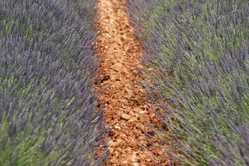 terre proven&ccedil;ale