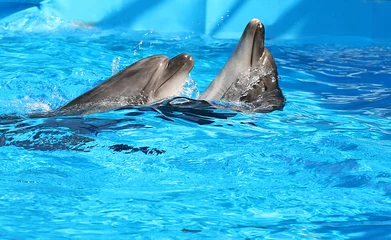Zelfklevend Fotobehang Delfin © Alta.C