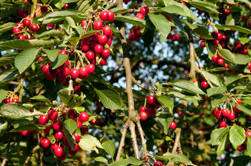 Obraz premium Kirschbaum 3