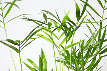 Fototapeta premium fresh green leaves background