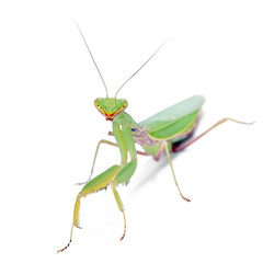preying mantis isolated on white background