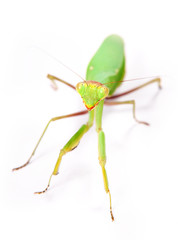 mantis isolated on white background