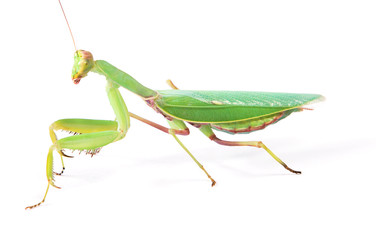 psychedelic mantis isolated on white background