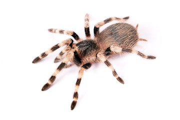 Spider isolated on white background.