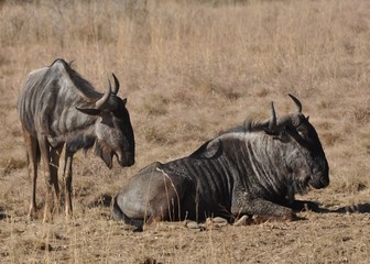 Wildebeast Pair