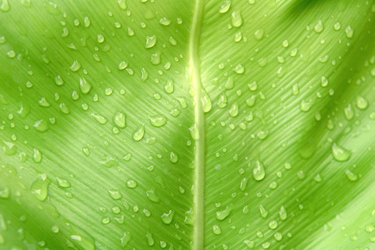 taxture of fern leaf