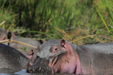 Hippo (Hippopotamus amphibius) at Naivasha Lake, Kenya