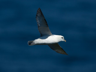 Eissturmvogel, northern fulmar, Fulmarus glacialis