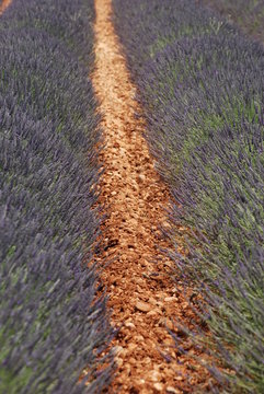 provence
