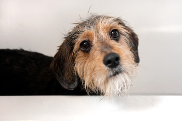 Dog In the Bath Tub