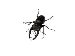 Lucanus cervus. Stag beetle on a white background.