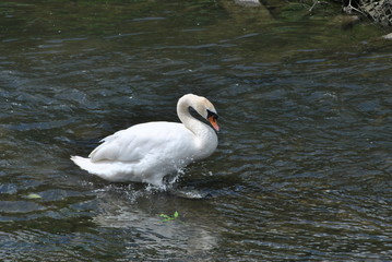 Swan