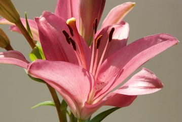 pink lily with brown pollen