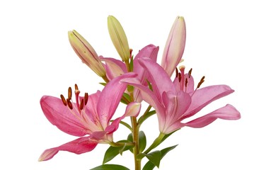 pink lily