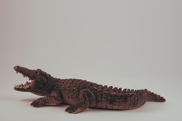 crocodile