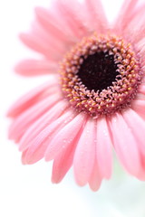 Gerbera in Pastel Pink