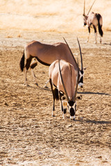 Three Gemsbok in the Kalahari desert