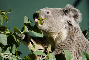koala © markrhiggins