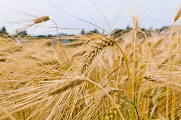Fototapeta premium Gerste im Feld