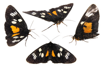Naklejka premium black butterfly