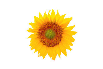 a beautiful yellow Sunflower petals on white