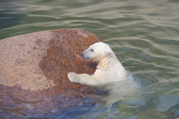 Polar bear struggles for his life