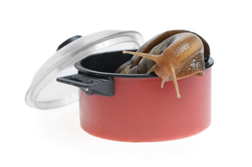 Snail in saucepan