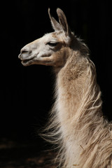 Lama4 © blende11.photo