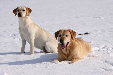 Zwei Labrador Retriever