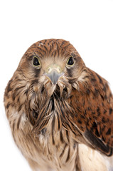 falcon