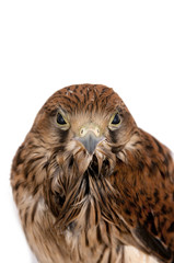 Falcon