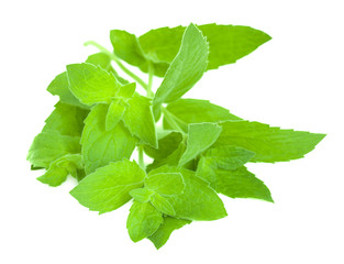 Fresh green mint leaves