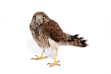 Falco tinnunculus