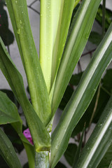 Obraz premium canne à sucre feuilles