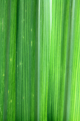 fond feuilles vertes de canne à sucre
