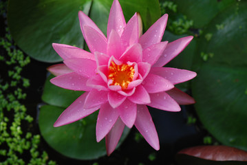 ninfea fiori 407