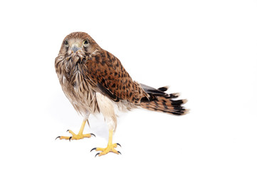falcon