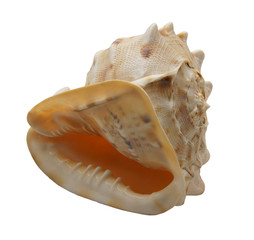 Морская раковина