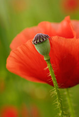Fototapeta premium poppies in the cereal crop