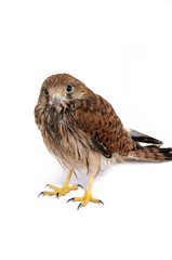 Falco tinnunculus