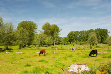 Landscape in Dutch Limburg