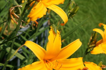 Heugümper auf Erkundungstour
