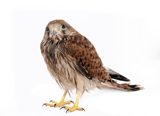 falcon