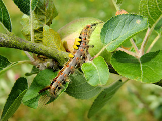 Caterpillar Side On