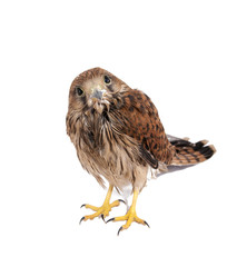 falcon