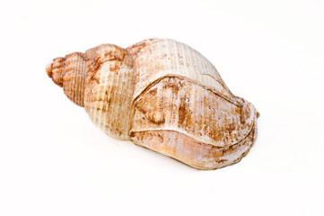 Muschel