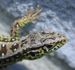 Zauneidechse (Lacerta agilis)