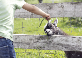 Feeding a goat