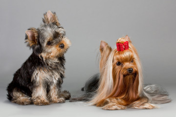 Father and son Yorkshire terrier